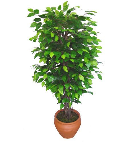 Ficus Benjamin 1,50 cm   Bilecik ieki anneler gn iek yolla 
