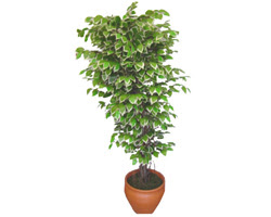 Ficus zel Starlight 1,75 cm   Bilecik ieki cicek , cicekci 