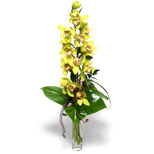  Bilecik ieki nternetten iek siparii  cam vazo ierisinde tek dal canli orkide