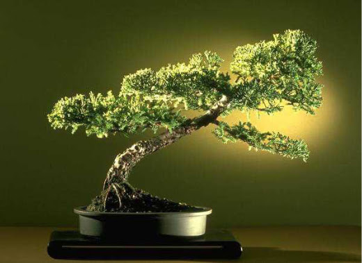 ithal bonsai saksi iegi  Bilecik ieki ieki maazas 