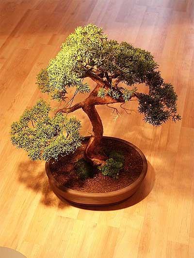 ithal bonsai saksi iegi  Bilecik ieki iek maazas , ieki adresleri 