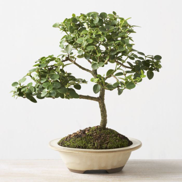 ithal bonsai saksi iegi  Bilecik ieki iek online iek siparii 