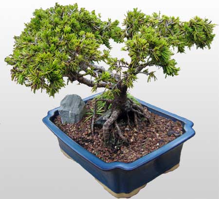 ithal bonsai saksi iegi  Bilecik ieki ieki maazas 