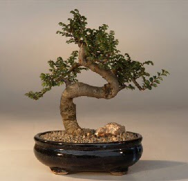 ithal bonsai saksi iegi  Bilecik ieki 14 ubat sevgililer gn iek 