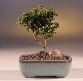  Bilecik ieki iek yolla  ithal bonsai saksi iegi  Bilecik ieki internetten iek sat 