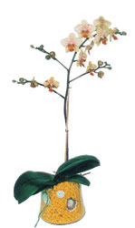  Bilecik ieki online iek gnderme sipari  Phalaenopsis Orkide ithal kalite