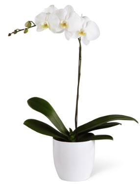 1 dall beyaz orkide  Bilecik ieki 14 ubat sevgililer gn iek 