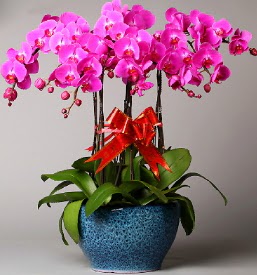 7 dall mor orkide  Bilecik ieki iek online iek siparii 