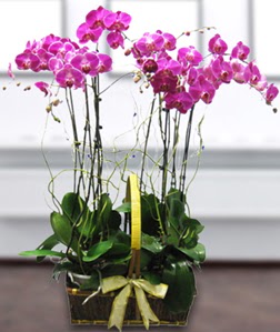 4 dall mor orkide  Bilecik ieki gvenli kaliteli hzl iek 