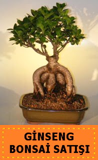 Ginseng bonsai sat japon aac  Bilecik ieki cicek , cicekci 