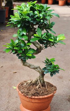Orta boy bonsai saks bitkisi  Bilecik ieki internetten iek siparii 