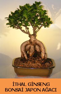 thal japon aac ginseng bonsai sat  Bilecik ieki nternetten iek siparii 