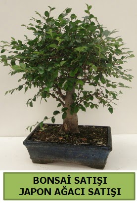 Minyatr bonsai japon aac sat  Bilecik ieki iek gnderme sitemiz gvenlidir 