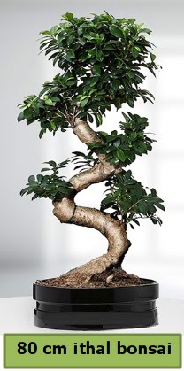 80 cm özel saksıda bonsai bitkisi  Bilecik çiçekçi çiçekçi telefonları 