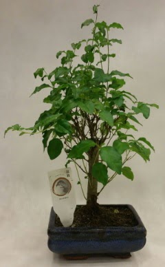 Minyatr bonsai japon aac sat  Bilecik ieki ieki telefonlar 