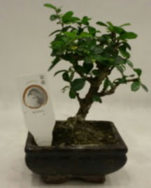 Kk minyatr bonsai japon aac  Bilecik ieki iek gnderme 