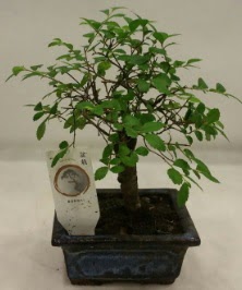 Minyatr ithal japon aac bonsai bitkisi  Bilecik ieki iek sat 