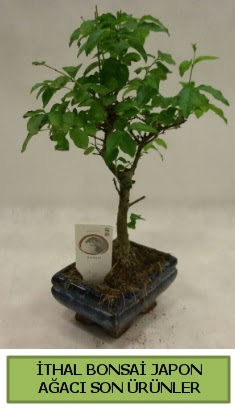 thal bonsai japon aac bitkisi  Bilecik ieki hediye sevgilime hediye iek 