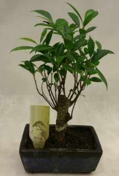 Japon aac bonsai bitkisi sat  Bilecik ieki ieki telefonlar 