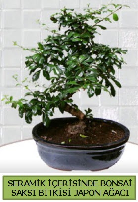 Seramik vazoda bonsai japon aac bitkisi  Bilecik ieki iek siparii sitesi 