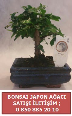 Japon aac minyar bonsai sat  Bilecik ieki iek sat 