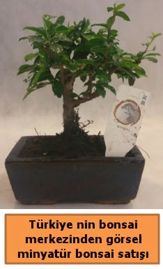 Japon aac bonsai sat ithal grsel  Bilecik ieki iek yolla 