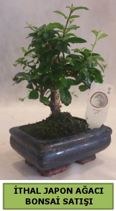 thal japon aac bonsai bitkisi sat  Bilecik ieki ieki telefonlar 