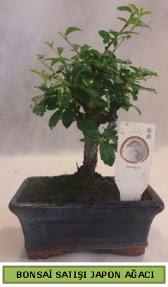 Minyatr bonsai aac sat  Bilecik ieki iek gnderme 