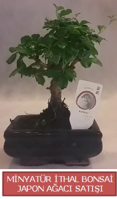 Kk grsel bonsai japon aac bitkisi  Bilecik ieki iek , ieki , iekilik 
