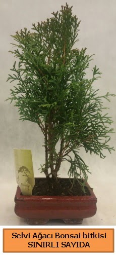 Selvi aac bonsai japon aac bitkisi  Bilecik ieki iek sat 
