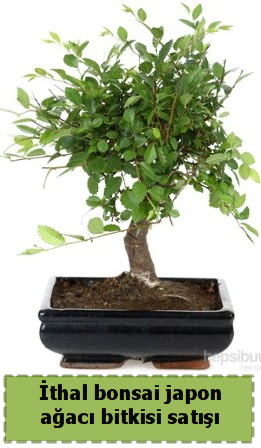 thal bonsai saks iei Japon aac sat  Bilecik ieki nternetten iek siparii 