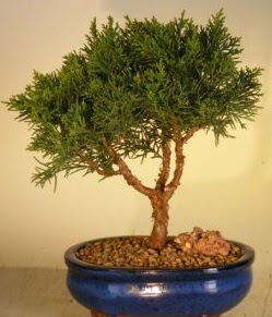 Servi am bonsai japon aac bitkisi  Bilecik ieki iek yolla 