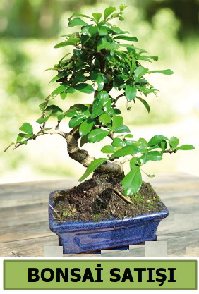 am bonsai japon aac sat  Bilecik ieki iek sat 