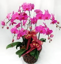 Sepet ierisinde 5 dall lila orkide  Bilecik ieki ucuz iek gnder 