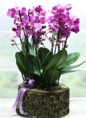 Ktk ierisinde 6 dall mor orkide  Bilecik ieki ucuz iek gnder 