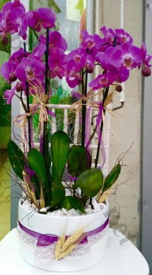 Seramik vazoda 4 dall mor lila orkide  Bilecik ieki online iek gnderme sipari 