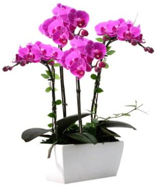 Seramik vazo ierisinde 4 dall mor orkide  Bilecik ieki iek sat 