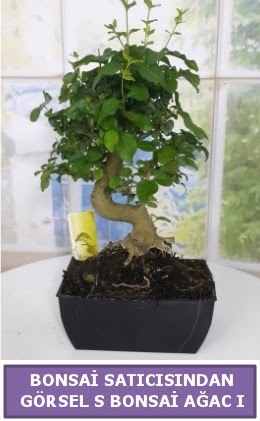 S dal erilii bonsai japon aac  Bilecik ieki iek sat 