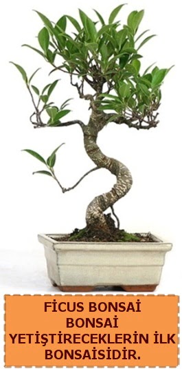 Ficus bonsai 15 ile 25 cm arasndadr  Bilecik ieki iek yolla 