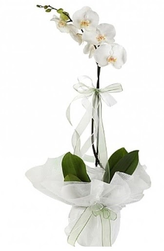 Tekli Beyaz Orkide  Bilecik ieki hediye iek yolla 