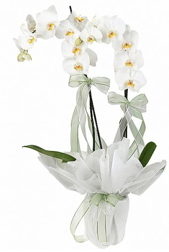 ift Dall Beyaz Orkide  Bilecik ieki anneler gn iek yolla 