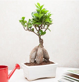 Exotic Ficus Bonsai ginseng  Bilecik ieki iek servisi , ieki adresleri 