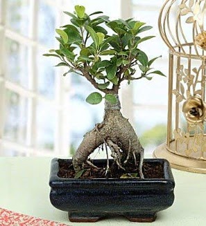 Appealing Ficus Ginseng Bonsai  Bilecik ieki anneler gn iek yolla 