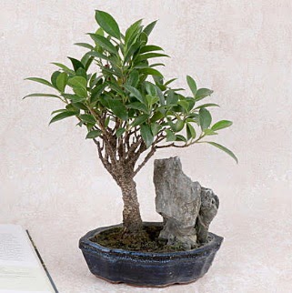 Japon aac Evergreen Ficus Bonsai  Bilecik ieki iek gnderme sitemiz gvenlidir 