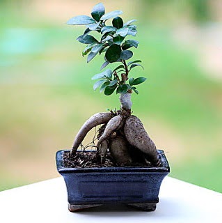Marvellous Ficus Microcarpa ginseng bonsai  Bilecik ieki iek siparii vermek 
