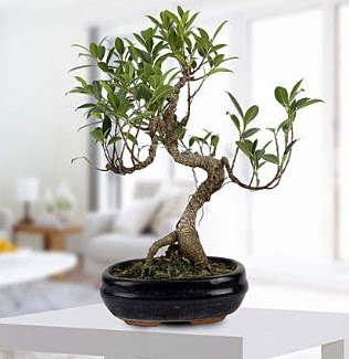 Gorgeous Ficus S shaped japon bonsai  Bilecik ieki yurtii ve yurtd iek siparii 