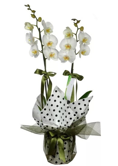 ift Dall Beyaz Orkide  Bilecik ieki 14 ubat sevgililer gn iek 