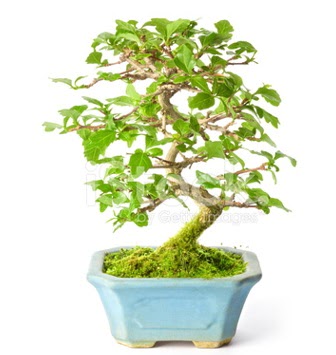 S zerkova bonsai ksa sreliine  Bilecik ieki nternetten iek siparii 