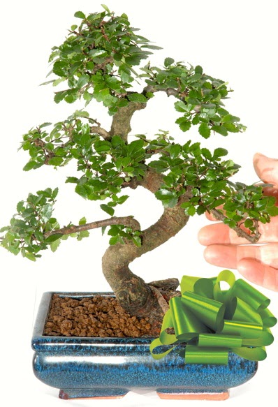 Yaklak 25 cm boyutlarnda S bonsai  Bilecik ieki iek siparii sitesi 