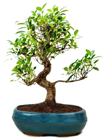 25 cm ile 30 cm aralığında Ficus S bonsai  Bilecik çiçekçi çiçek gönderme sitemiz güvenlidir 